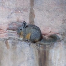 Another Vizcacha sitting in the wall